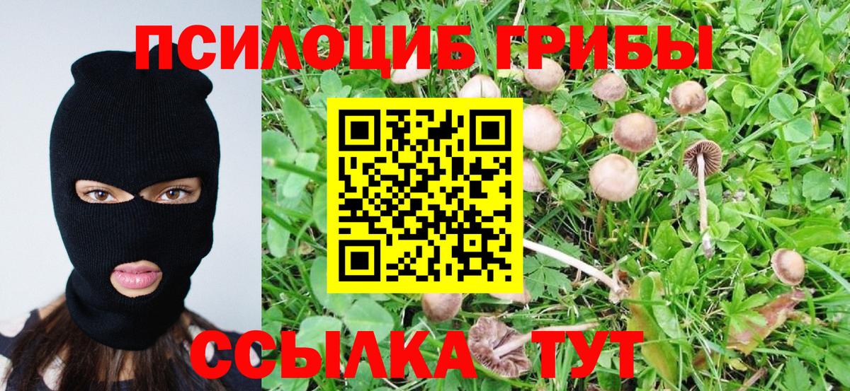 Галлюциногенные грибы Psilocybe Кострома